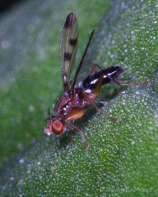Fly sp.