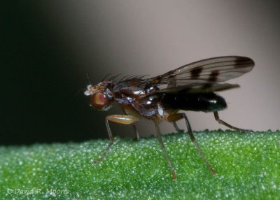 Fly sp.