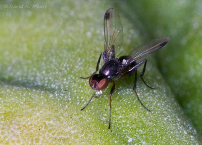 Signal Fly