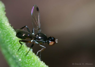 Signal Fly