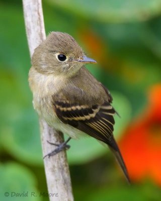Pacific-slope Flycatcher