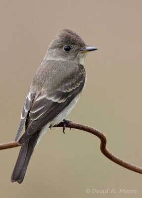 Western Wood-Pewee