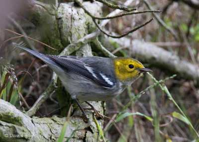 Hermit Warbler