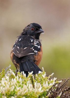 Spotted Towhee