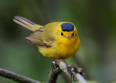 Wilson's Warbler
