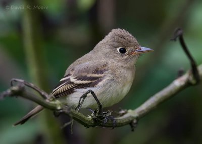 Pacific-slope Flycatcher