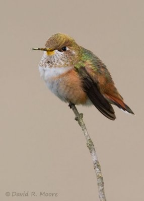 Selasphorus sp.
