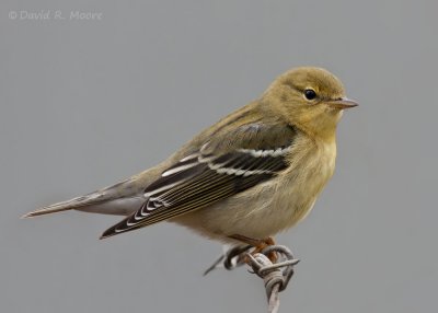 Blackpoll Warbler