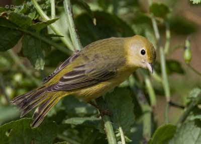 Yellow Warbler