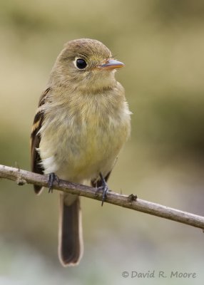 Empidonax sp.