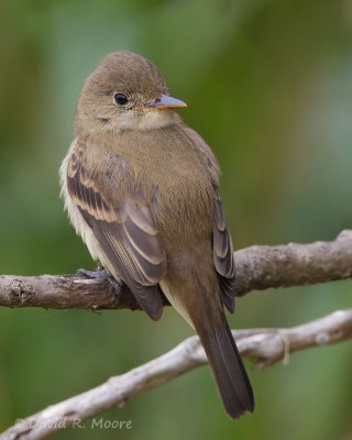 Willow (?) Flycatcher