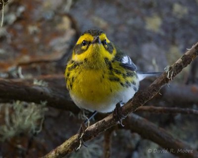 Townsend's Warbler