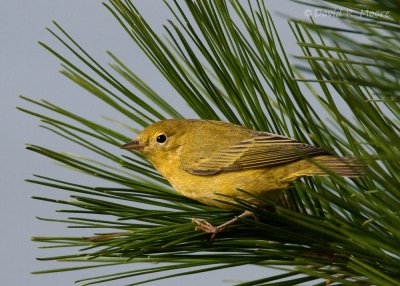Yellow Warbler