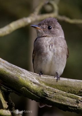 Hammond's (?) Flycatcher