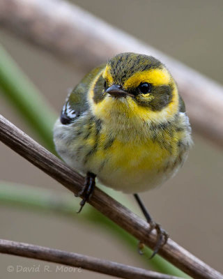 Townsend's Warbler