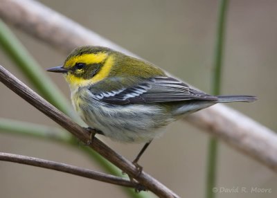 Townsend's Warbler