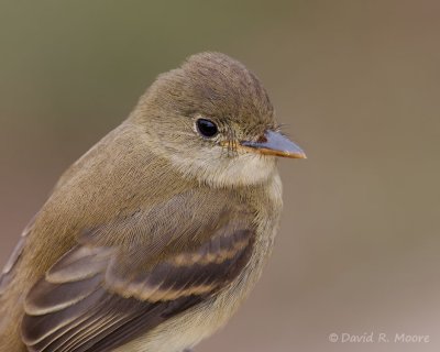 Willow (?) Flycatcher