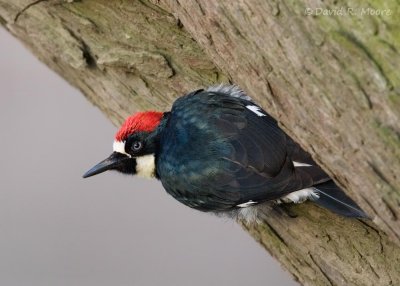 Acorn Woodpecker