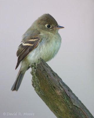 Empidonax sp.