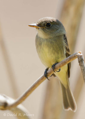 Empidonax sp.