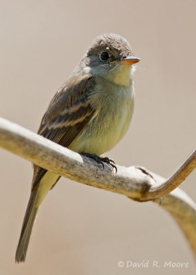 Empidonax sp.