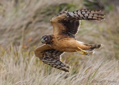 Northern Harrier