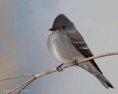 Western Wood-Pewee