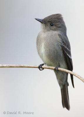 Western Wood-Pewee