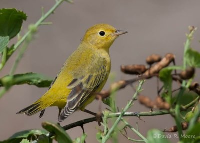 Yellow Warbler