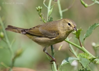 Orange-crowned Warbler
