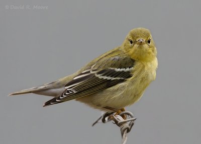 Blackpoll Warbler