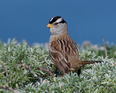 White-crowned Sparrow