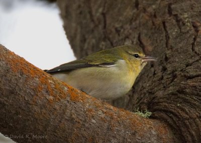 Tennessee Warbler