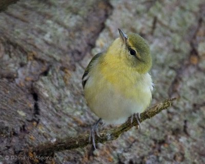 Tennessee Warbler