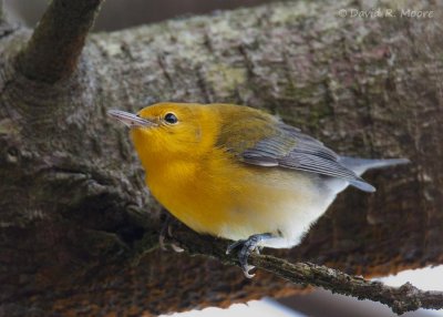 Prothonotary Warbler