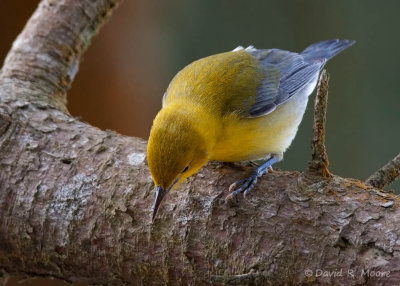 Prothonotary Warbler