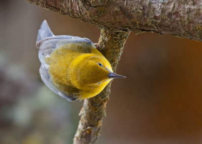 Prothonotary Warbler
