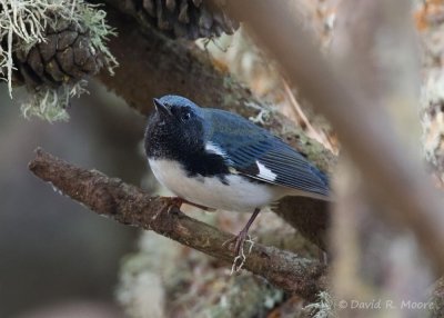 Black-throated Blue Warbler