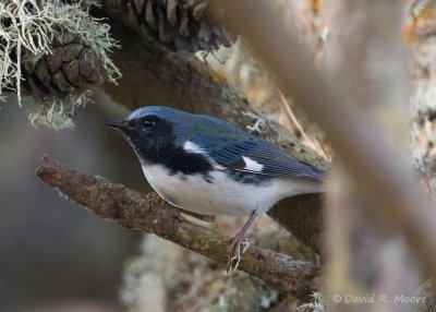 Black-throated Blue Warbler