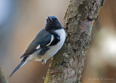 Black-throated Blue Warbler