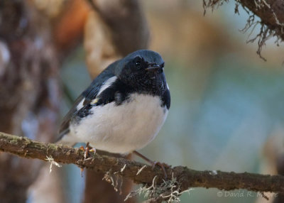 Black-throated Blue Warbler