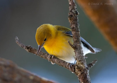 Prothonotary Warbler