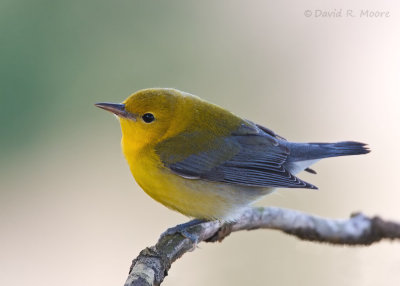 Prothonotary Warbler