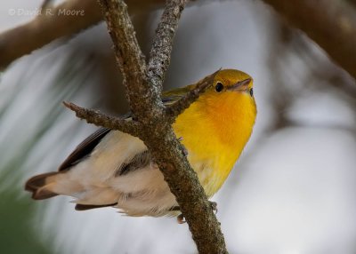 Prothonotary Warbler