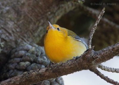 Prothonotary Warbler