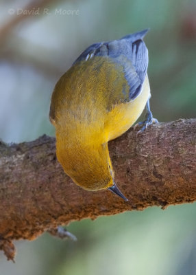 Prothonotary Warbler