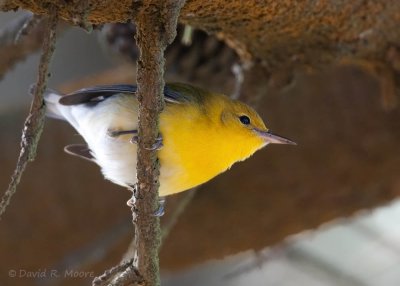 Prothonotary Warbler