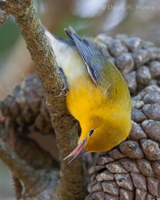 Prothonotary Warbler