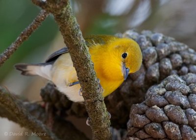 Prothonotary Warbler