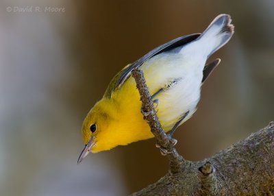 Prothonotary Warbler
